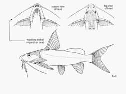 Synodontis zanzibaricus Peters 1868 resmi