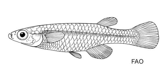 Image of Tanganyika lampeye