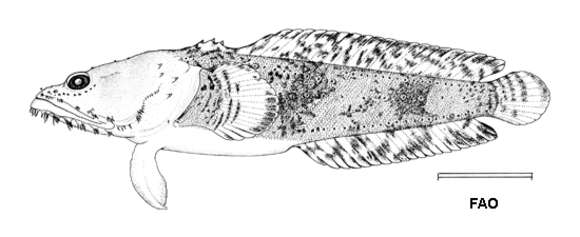 Image of Cotuero toadfish