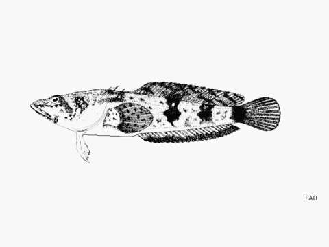 Image of Pacuma Toadfish