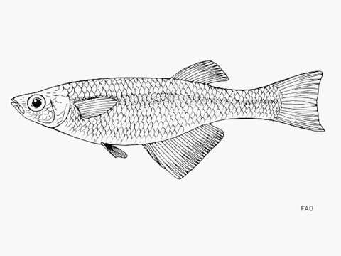 Image of Lamprichthys