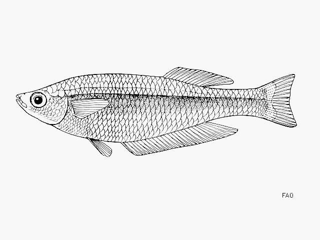 Image of Lamprichthys