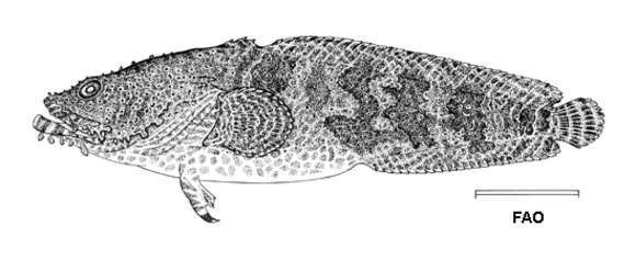 Image of Bearded toadfish