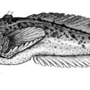 Image of Cano Toadfish