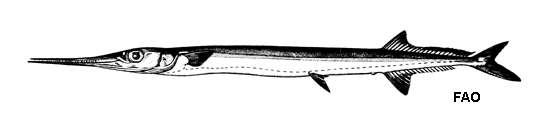 Image of Agujon Needlefish