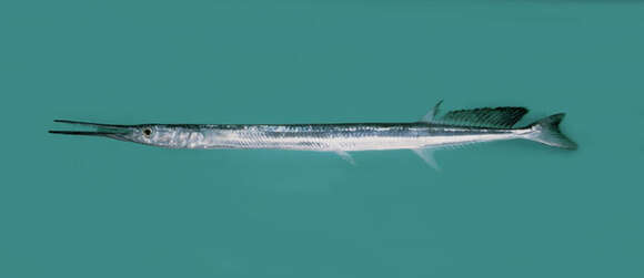 Image of Hound Needlefish