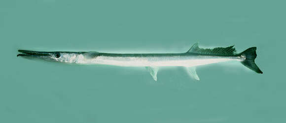 Image of Hound Needlefish