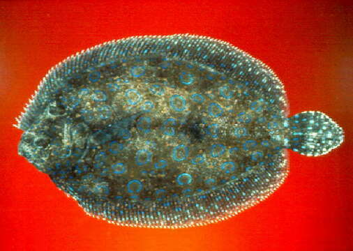 Image of Flounder