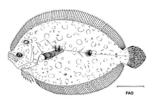 Image of Flounder