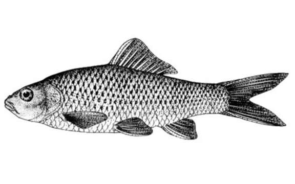 Imagem de Cyprinus micristius Regan 1906