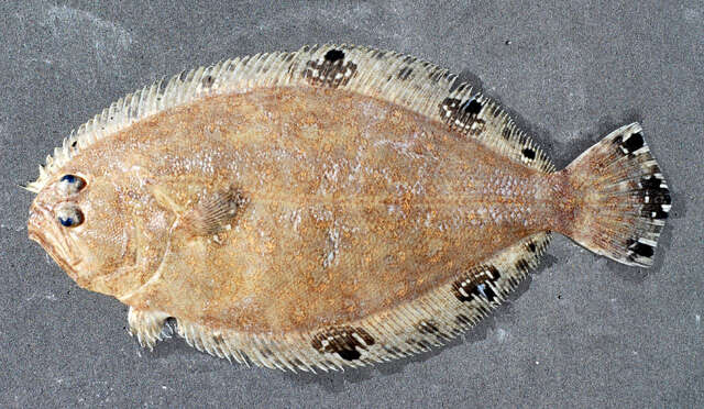 Image of Mexican flounder