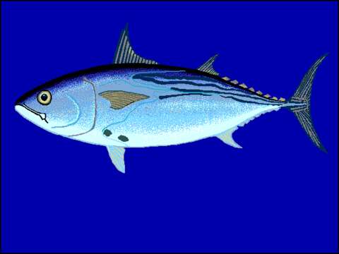 Image of Black Skipjack