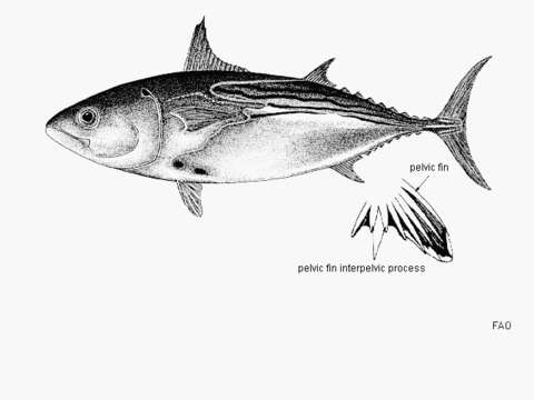 Image of Black Skipjack