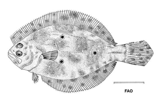 Plancia ëd Paralichthys albigutta Jordan & Gilbert 1882