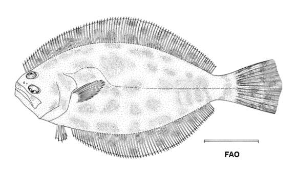 Plancia ëd Paralichthys lethostigma Jordan & Gilbert 1884