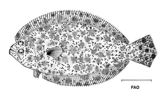 Sivun Paralichthys tropicus Ginsburg 1933 kuva