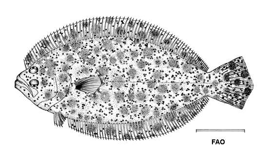 Image of Tropical flounder