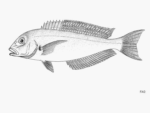 Image of Atlantic goldeneye tilefish