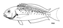 Image of Blackline Tilefish