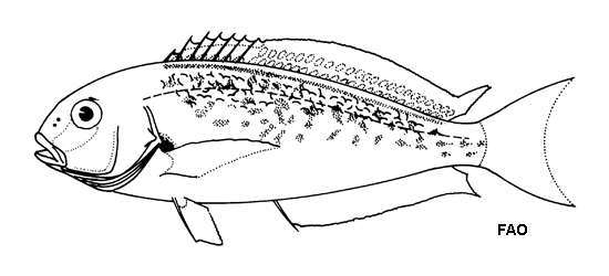 Imagem de Caulolatilus cyanops Poey 1866