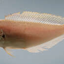 Image of Anchor Tilefish