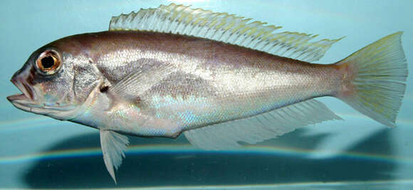 Image of Anchor Tilefish