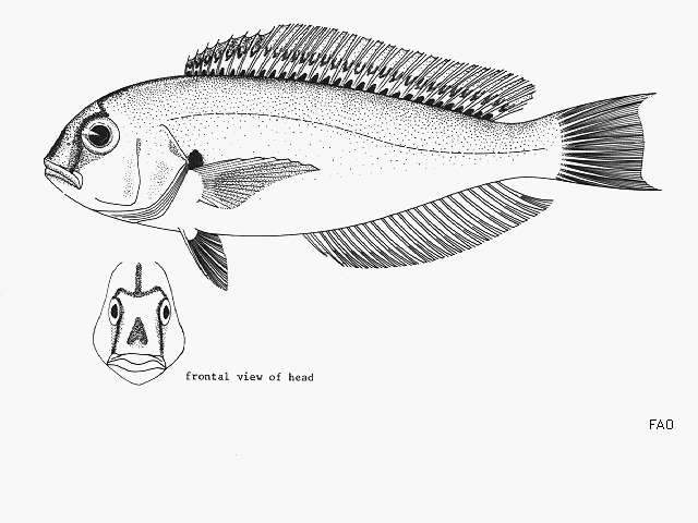 Imagem de Caulolatilus intermedius Howell Rivero 1936