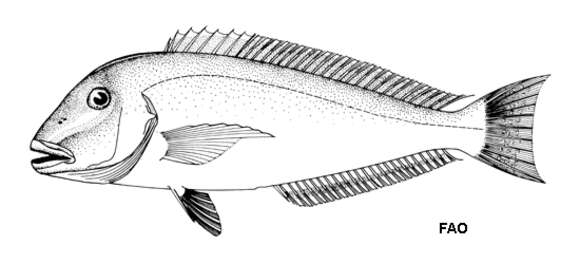 Image of Blueline tilefish