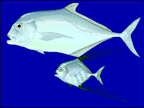 Image of African Pompano