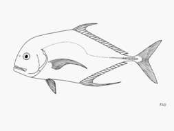 Image of African Pompano