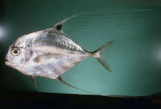 Image of African Pompano