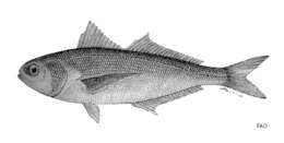 Image of Cape cigarfish
