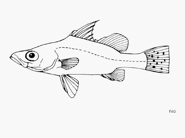 Image of Bigeye lates