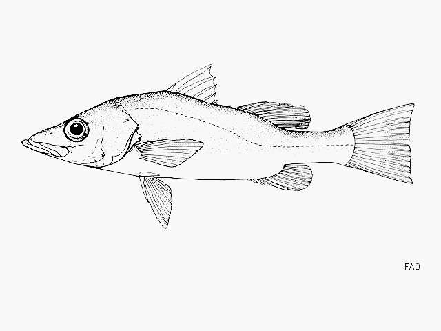 Image of Bigeye lates