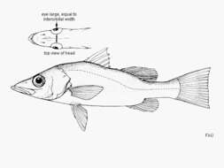 Image of Bigeye lates