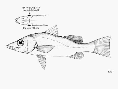 Image of Bigeye lates