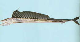 Image of lancetfishes