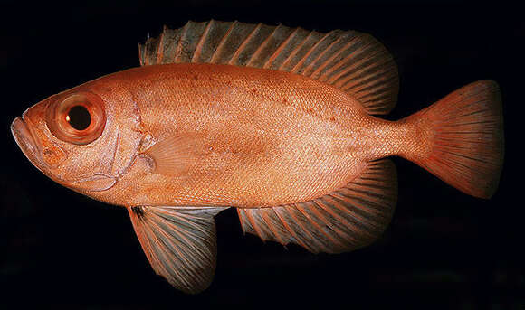 Image of Bloch&#39;s bigeye