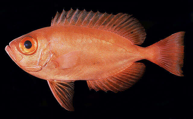 Image of Nasca bigeye