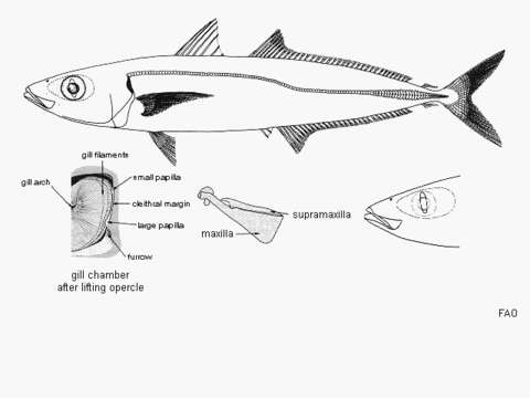 Image of Cigarfish