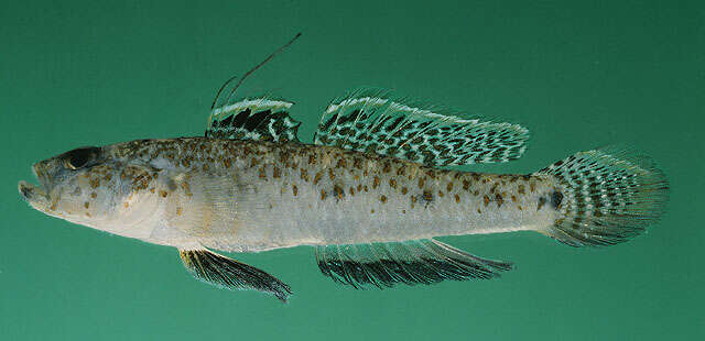 Image of Indo-pacific Tropical Sand Goby