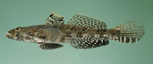 Image de Psammogobius