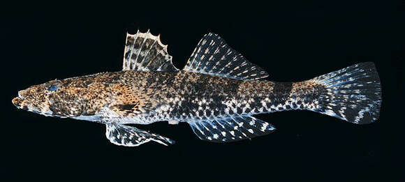 Image de Psammogobius