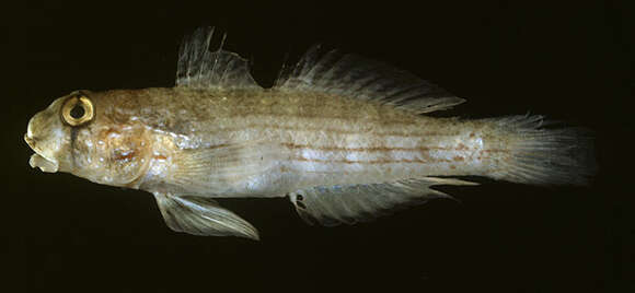 Image of Eyebar goby