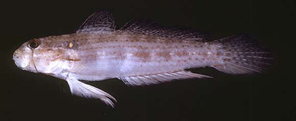 Image of Eyebar goby