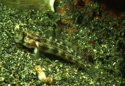 Image of Eyebar goby