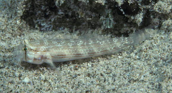 Sivun Gnatholepis cauerensis (Bleeker 1853) kuva