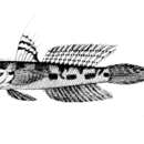 Image of Oxyurichthys tentacularis (Valenciennes 1837)