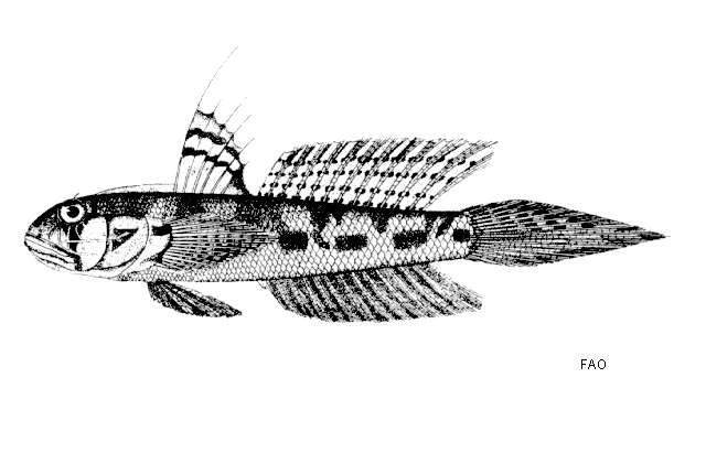 Sivun Oxyurichthys tentacularis (Valenciennes 1837) kuva
