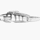 Plancia ëd Stenogobius kenyae Smith 1959